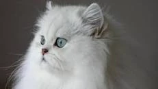 Blog Utilisateur Plumedenuit76 Test Quelle Race De Chat Etes Vous Wiki La Guerre Des Clans Fandom