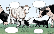 Vaches