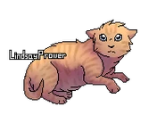 Litllekit.png (16 kio) Version chaton