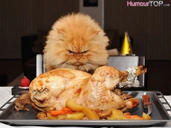 Blog Utilisateur Plumedenuit76 Test Quelle Race De Chat Etes Vous Wiki La Guerre Des Clans Fandom