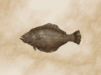 Flatfish 