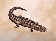 Lizard