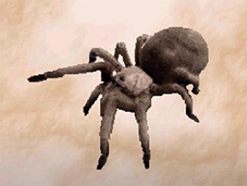 Tarantula