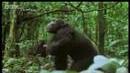 Chimpanzees_team_up_to_attack_a_monkey_in_the_wild_-_BBC_wildlife