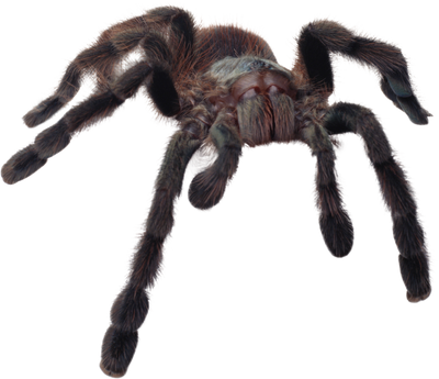 Spider.png