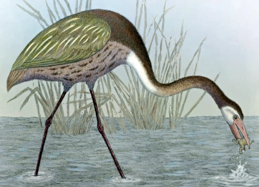 Mirandornithes (Liera) Liera Wiki Fandom