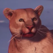 Cougar