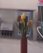 Kate's Yellow Tulips