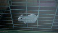 Kate's bunny in Episode 2