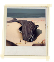 TX E4 4A Beach Whales Unlocked