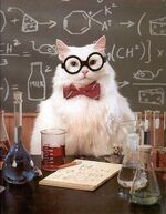 Chemistry cat meme