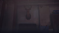 David's deer head trophy