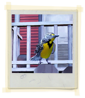 TX E3 5B LivingRoom Bird Unlocked