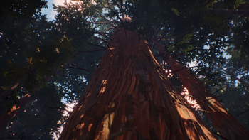 Humboldt County - Redwood Tree - Morning