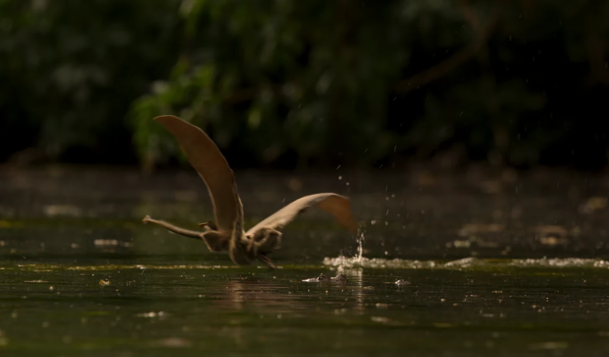 Jurassic dimorphodontid | Life on Our Planet Wiki | Fandom