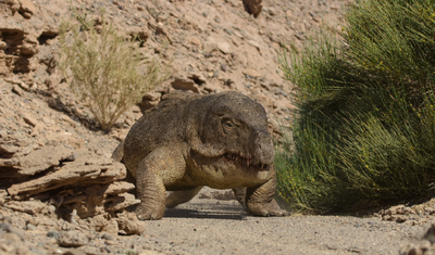 Erythrosuchus | Life on Our Planet Wiki | Fandom