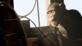 Chimpanzee