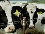 Cattle