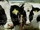 Cattle