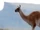 Camels