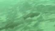 Sailfin catfish in the waters of the Everglades.