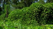 , an invasive species.