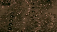 The beads within the mud.