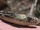 Rattlesnakes
