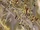 Rocky Mountain locusts