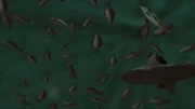 The fishes suffocated or choked by their own waste.
