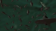 The fish die after suffocating or choked by their own waste.