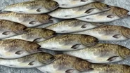 The fishes at Pike Place Market.