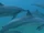 Dolphins