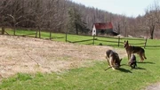 The German Shepherds eventually bred with feral dogs and the breed will disappear.
