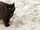 Feral cats