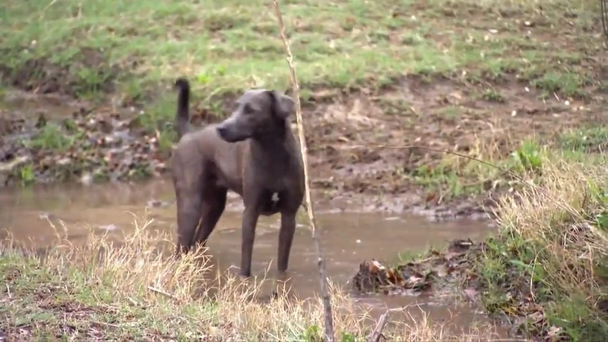 Lacy dogs Life After People Wiki Fandom