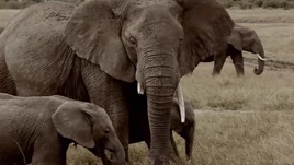 Elephants