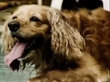 Dogs