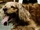 Dogs