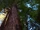 Coast redwood