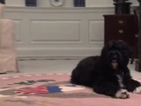 Bo