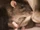 Rats