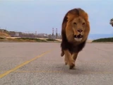 Lions
