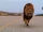 Lions