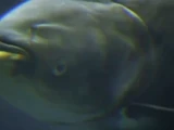Asian carp