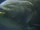 Asian carp