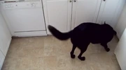 A German Shepherd scavenges for food.