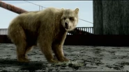 A grizzly bear on the Golden Gate Bridge.
