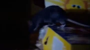 Rats eating though food supplies left by man.