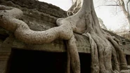 Cotton trees on Ta Prohm temple
